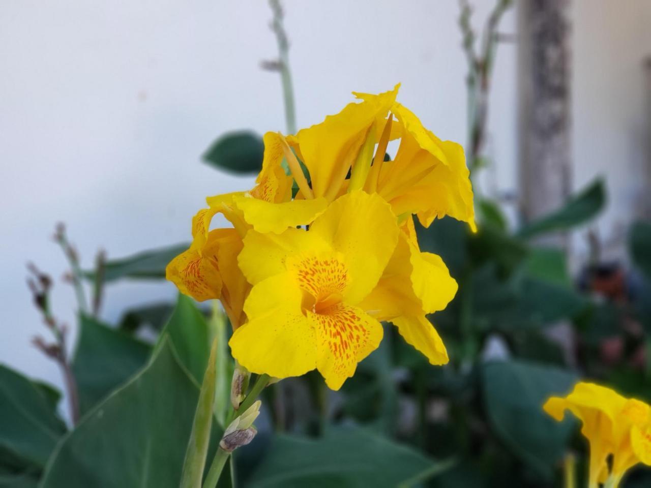 Hostal Casa Vieja Matagalpa Exteriér fotografie